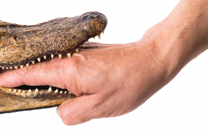 Hand,In,The,Mouth,Of,A,Small,Alligator,-,Isolated