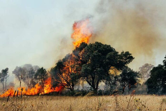 A,Tree,Devoured,By,Flames.,Forest,Fire,Affecting,The,City
