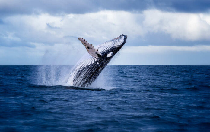 Humpback,Whale,Jumping,Out,Of,The,Water,In,Australia.,The