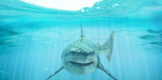 Shark