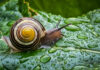 Snail on a wet green leaf close-up