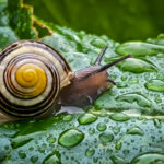 Smartphones Capture Nature’s Secret Marvels Snail on a wet green leaf close-up