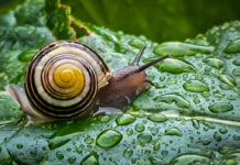 Snail on a wet green leaf close-up