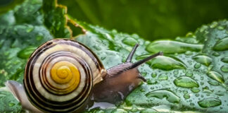 Snail on a wet green leaf close-up
