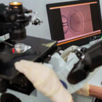 Scientist operating microscope with embryo on screen