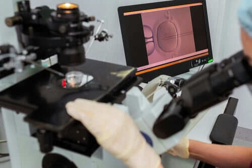 Scientist operating microscope with embryo on screen