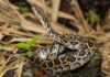 Brown python coiled on ground in a forest.