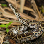 Brown python coiled on ground in a forest.