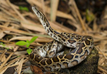 Brown python coiled on ground in a forest.