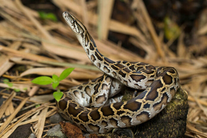 Brown python coiled on ground in a forest.