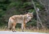 Coyote Attack HORROR: Mother Saves Child A coyote standing on a road with a blurred forest background