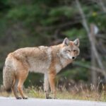 A coyote standing on a road with a blurred forest background