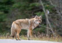 A coyote standing on a road with a blurred forest background
