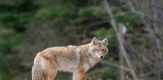 A coyote standing on a road with a blurred forest background