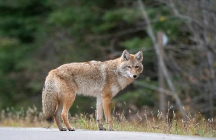 A coyote standing on a road with a blurred forest background