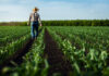RURAL CHAOS: New Law Threatens Oregon’s Way of Life Farmer walking through green crop rows in a field