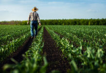 Farmer walking through green crop rows in a field
