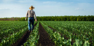 Farmer walking through green crop rows in a field