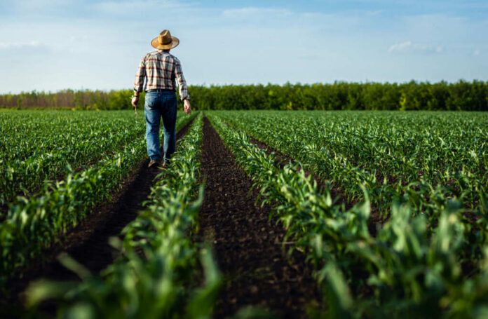 Farmer walking through green crop rows in a field