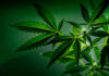 Cannabis plant leaves close up green background