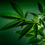 CANNABIS Leaves Hide Medical Goldmine—Big Pharma Rattled Cannabis plant leaves close up green background