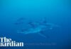 Diver captures rare footage of great white shark in the Mediterranean Sea