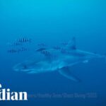 Insane Shark Sighting—Or Clever Fake? Diver captures rare footage of great white shark in the Mediterranean Sea