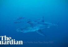 Insane Shark Sighting—Or Clever Fake? Diver captures rare footage of great white shark in the Mediterranean Sea