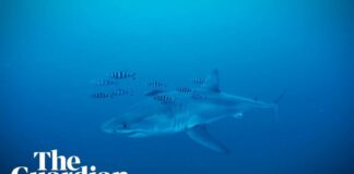 Diver captures rare footage of great white shark in the Mediterranean Sea
