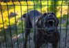 House-Of-Horrors Case Takes Wild Turn Barking dog behind a metal fence