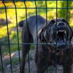 House-Of-Horrors Case Takes Wild Turn Barking dog behind a metal fence