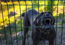 House-Of-Horrors Case Takes Wild Turn Barking dog behind a metal fence