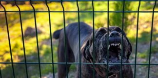 Barking dog behind a metal fence