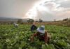 Farm workers harvesting leafy greens in a field at sunset