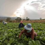 China’s Mandatory Labor Disguised as ‘Practice’ Farm workers harvesting leafy greens in a field at sunset