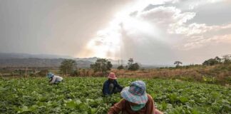 Farm workers harvesting leafy greens in a field at sunset