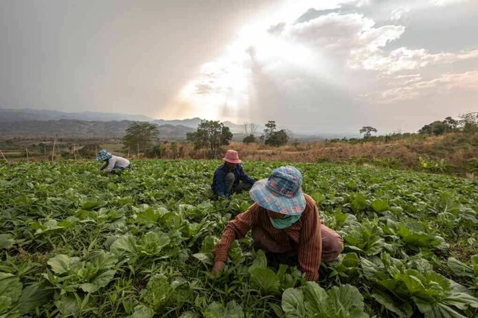 shutterstock_1720251142 Farm workers harvesting leafy greens in a field at sunset