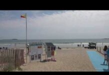 Shark activity in Scarborough Beach causes a close call for lifeguard