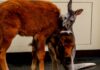 Zoo Friendship Sparks Bigger Debate Baby Kangaroo And Bison Have Become The Best Of Friends