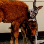 Baby Kangaroo And Bison Have Become The Best Of Friends