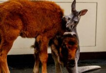 Zoo Friendship Sparks Bigger Debate Baby Kangaroo And Bison Have Become The Best Of Friends