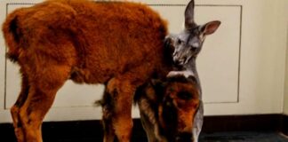 Baby Kangaroo And Bison Have Become The Best Of Friends