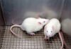 Rats, Fleas, Hospitals—LA’s Sickening Spiral Two white laboratory rats interacting in a cage