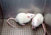 Two white laboratory rats interacting in a cage