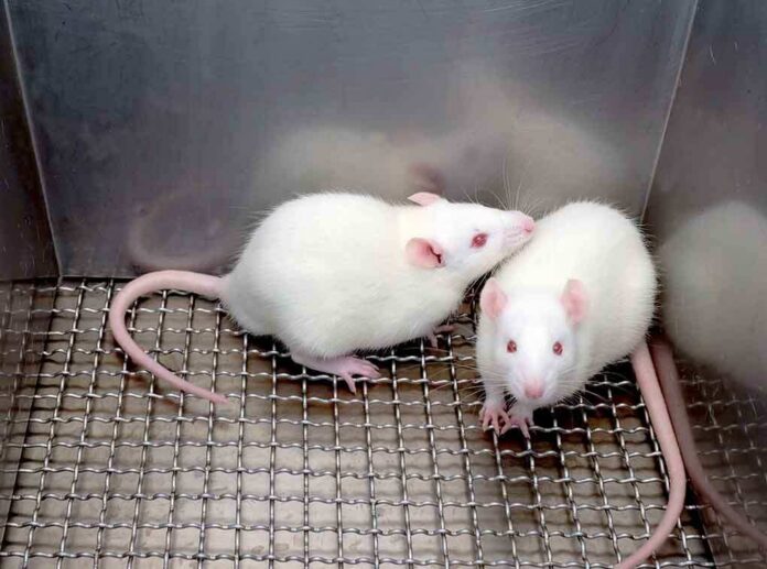 shutterstock_219028510-2 Two white laboratory rats interacting in a cage