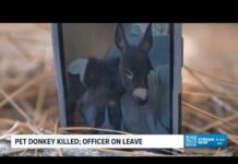 Pet donkey killed by police officer in Cedartown