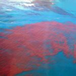 Aerial view of red bloom spreading across blue ocean water
