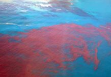 Aerial view of red bloom spreading across blue ocean water