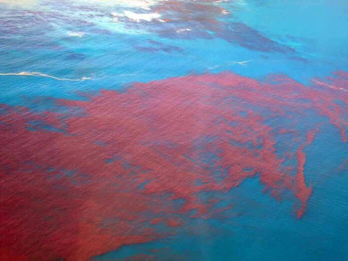Aerial view of red bloom spreading across blue ocean water