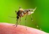 Mosquito feeding on human skin